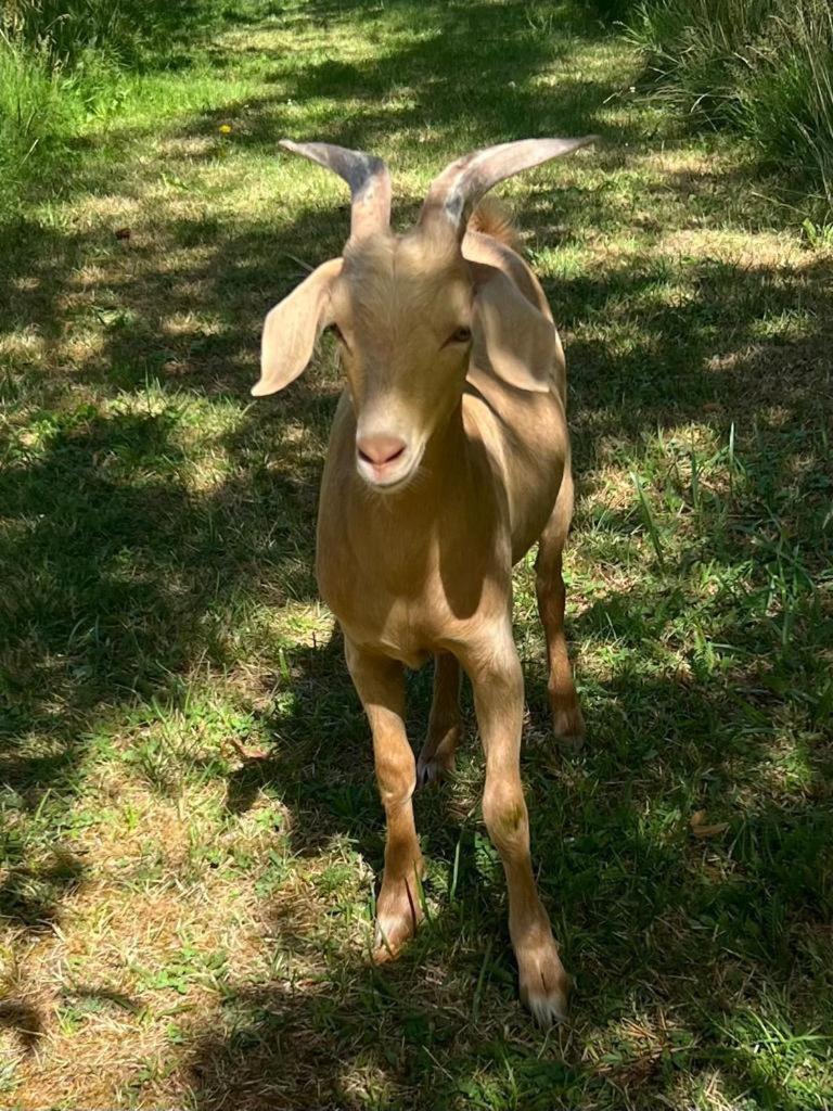 Le Chatenet 1689 Brantôme Dış mekan fotoğraf