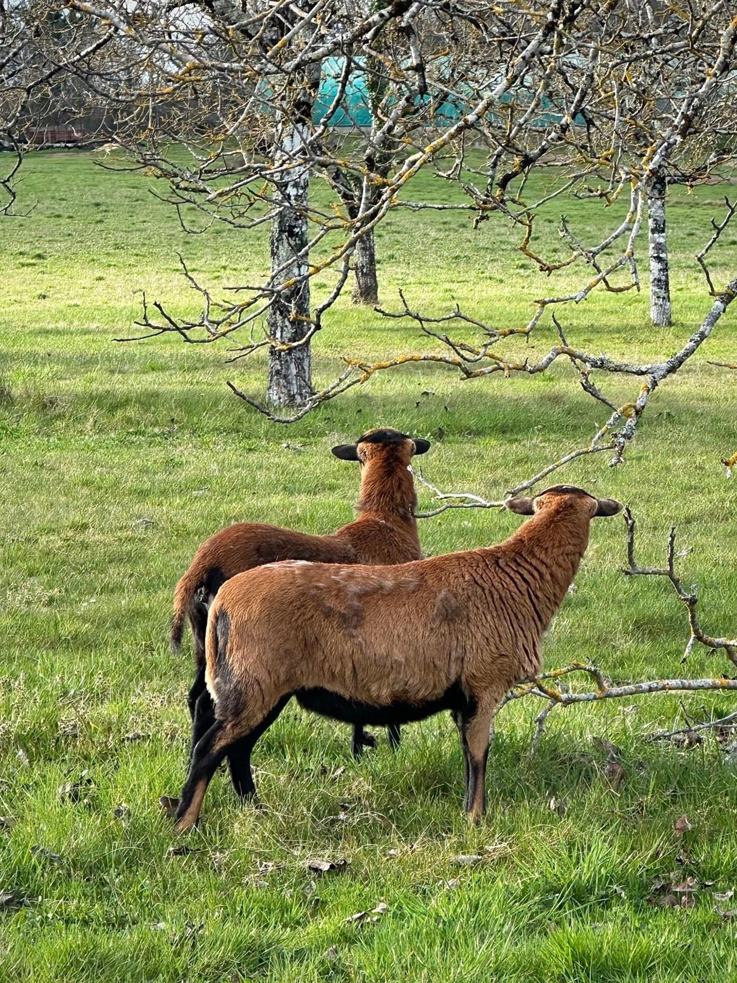 Le Chatenet 1689 Brantôme Dış mekan fotoğraf